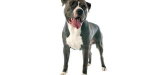 American staffordshire terrier