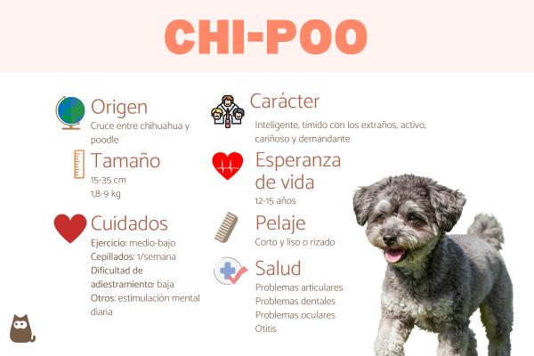 Chi-Poo