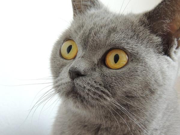 Gato british shorthair o gato británico ... Gato british shorthair o gato británico ...
